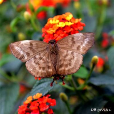 不死狂神